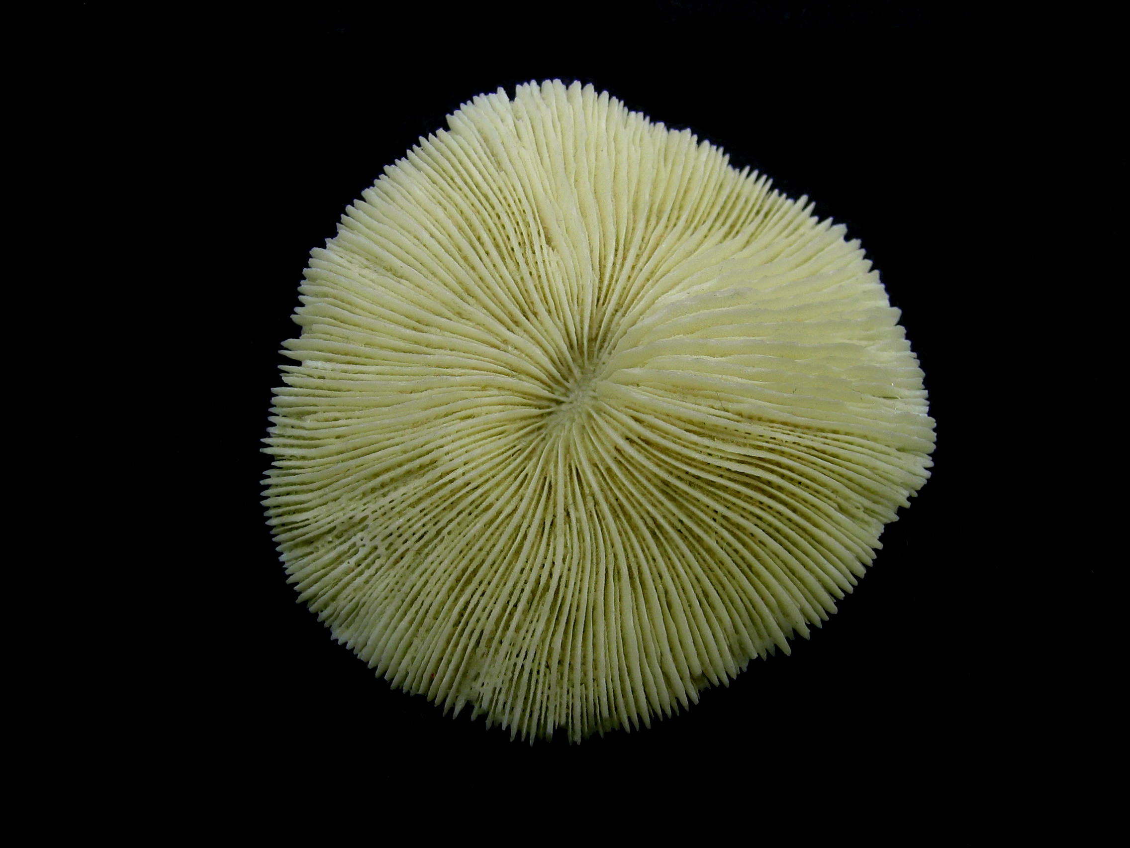 Fungia Coral Top Macro