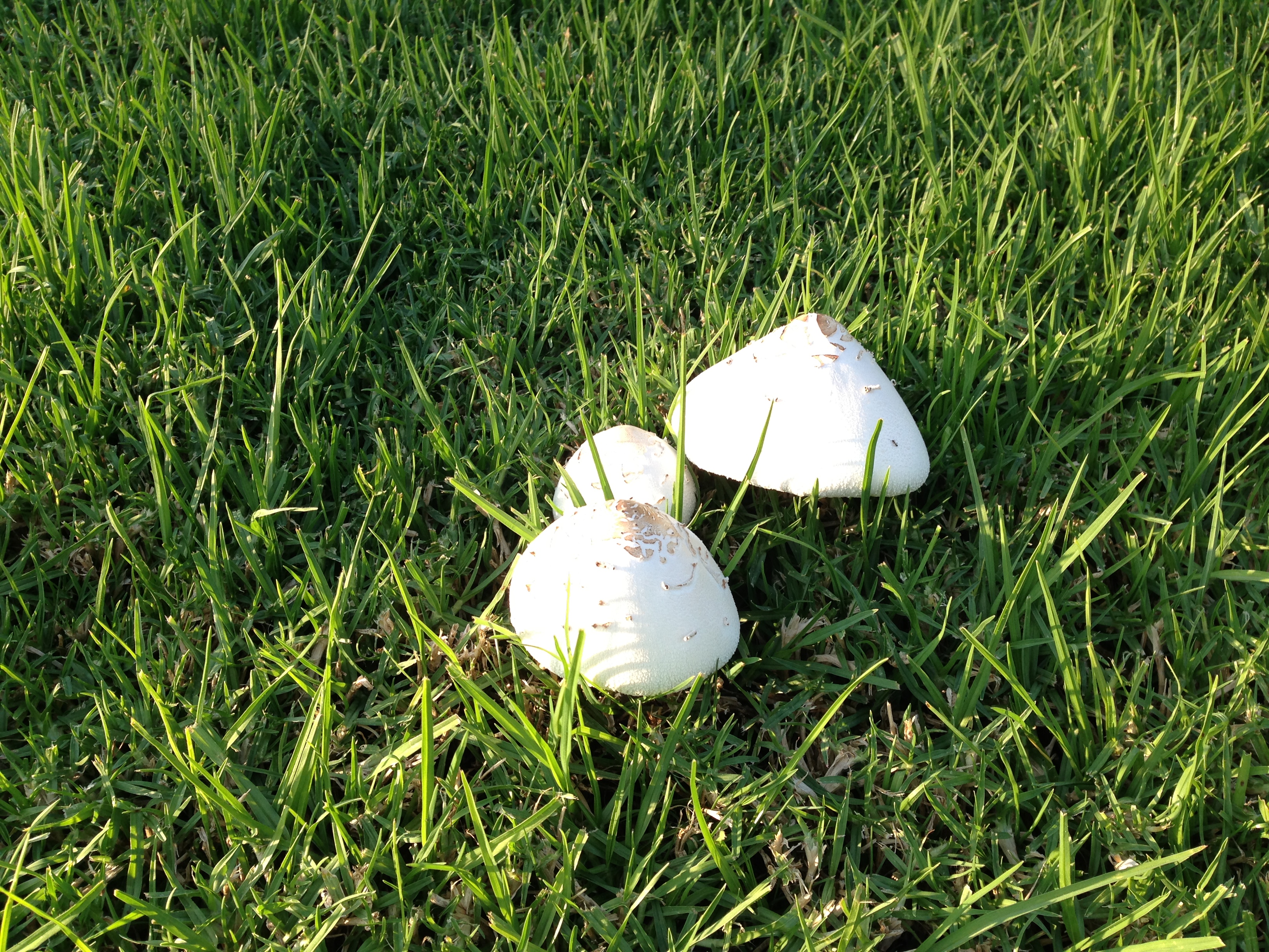Mushrooms 2 2013-08-25
