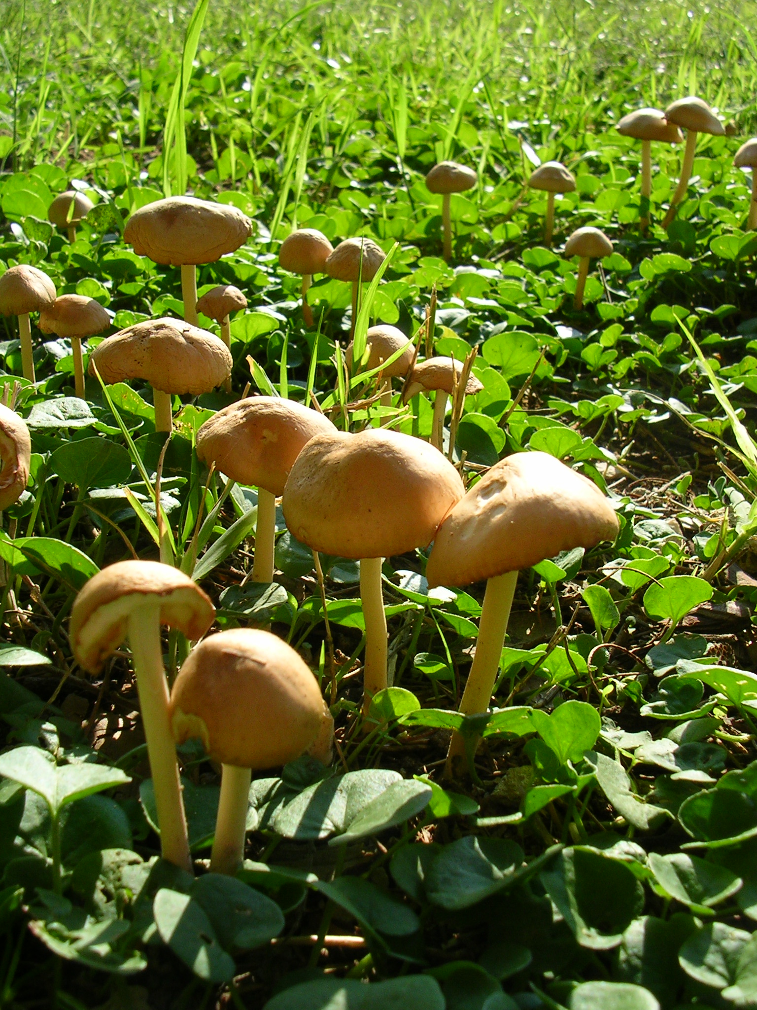Mushrooms in a green field