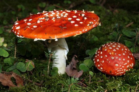 Fly agaric or Fly amanita, Amanita muscaria, Family: Amanitaceae, Location: Southern Germany, Ulm