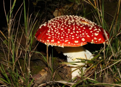 Fly agaric or Fly amanita, Amanita muscaria, Family: Amanitaceae, Location: Southern Germany, Ulm