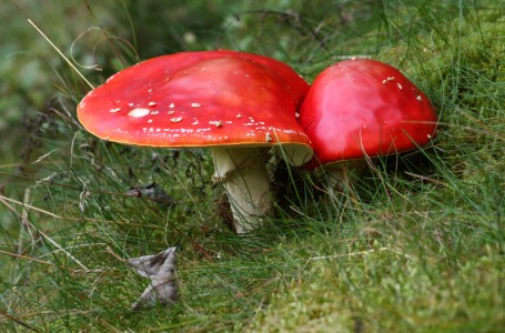 Amanita muscaria.Fungi from mountains in Slovakia.