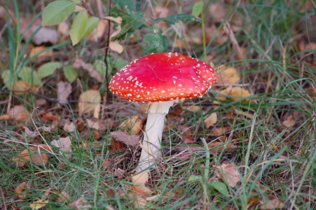 amanita_muscaria_15.jpg