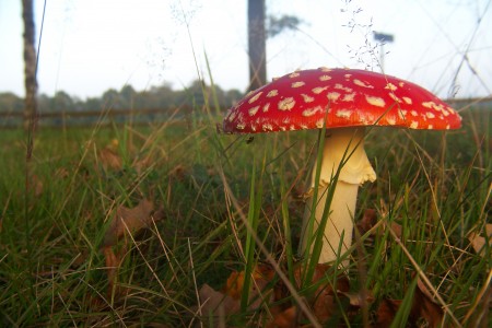 Amanita muscaria
