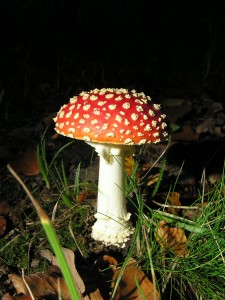 Amanita muscaria