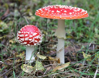 Fly Agaric