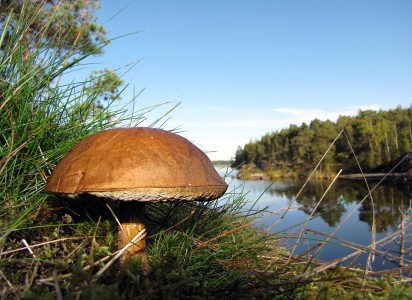Boletus growing in a Finnish forest at HeinГ¤saari island of Lake Saimaa in Lappeenranta, Finland