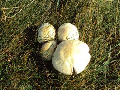 Mushrooms on Hilbre Island, Wirral, England.