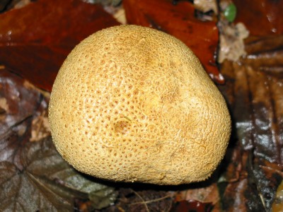 Common earthball