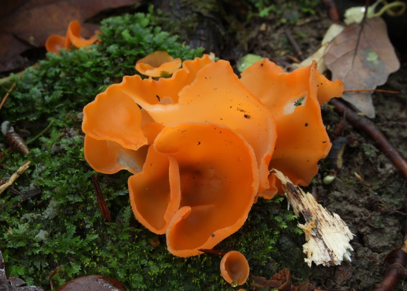 Aleuria aurantia fungus orange peel (second view)