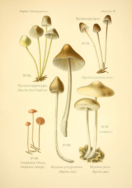 Atlas des champignons comestibles et vénéneux (Planche 17) (6358016665)