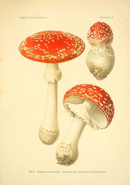 Atlas des champignons comestibles et vénéneux (Planche 3) (6358013625)