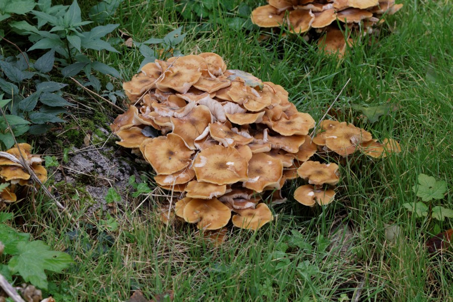 Cemetery Père-Lachaise - Mushrooms 01