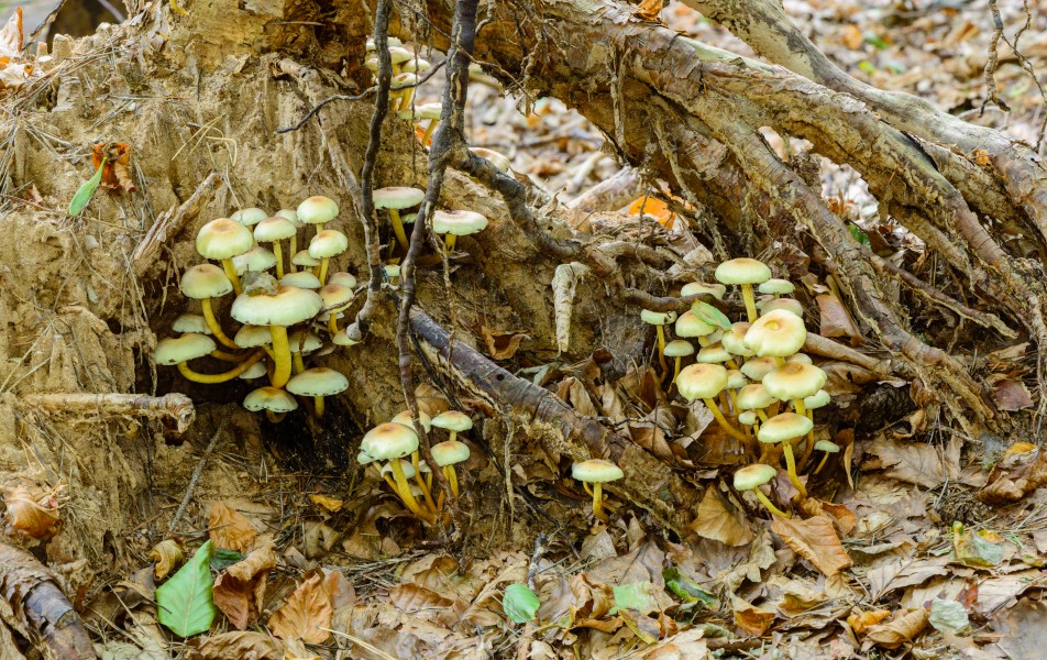 Clustered woodlover - Hypholoma fasciculare - Grünblättriger Schwefelkopf - sulfur tuft - 02