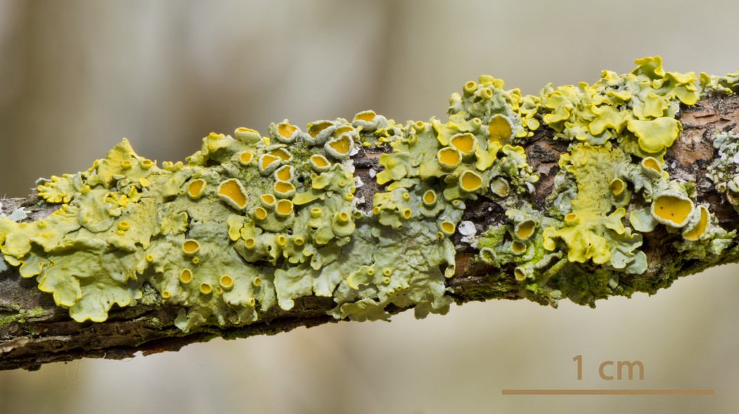 Common orange lichen - Gewöhnliche Gelbflechte - Xanthoria parietina - 04