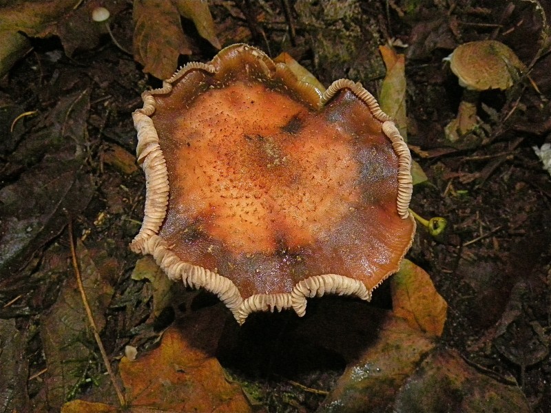 Crinkle-top mushroom (5109337890)