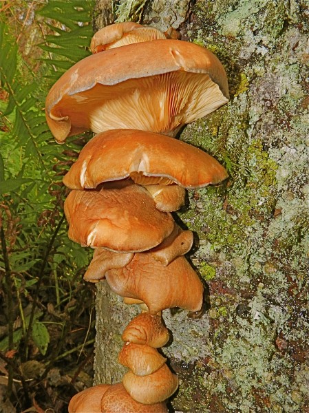 Golden mushrooms (6644702769)