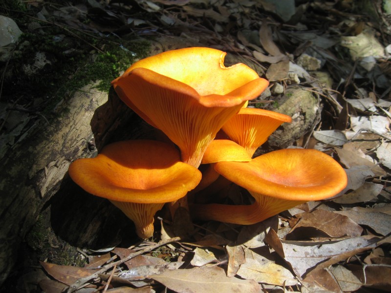 Mallorca Mushroom