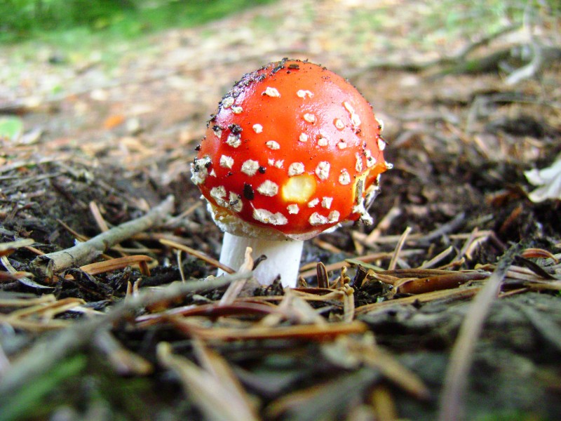 Mushroom at Juniku Mountains