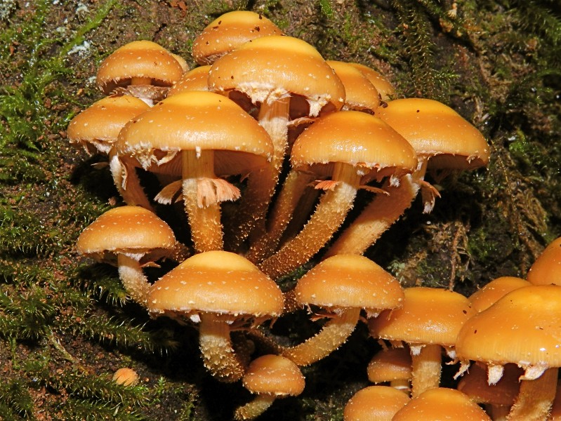 Mushroom colony (6265122700)