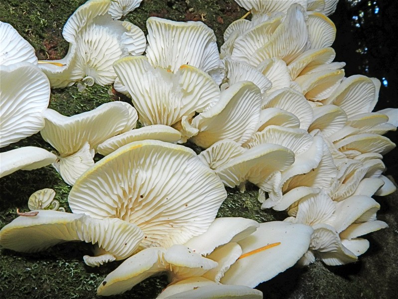 Mushroom colony (6333115017)