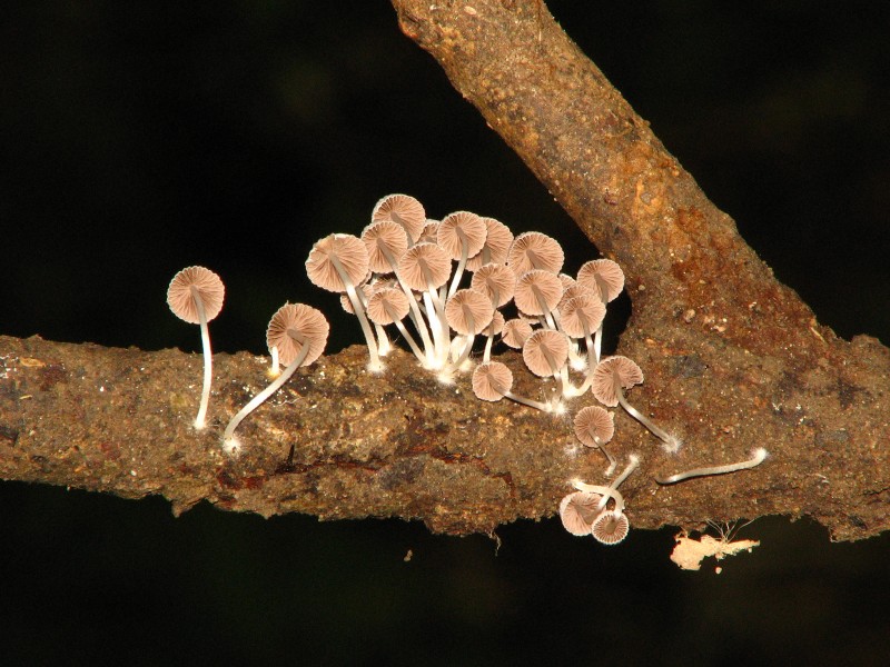 Mushroom Fungus IMG 9509 09