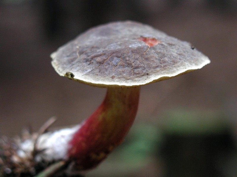Mushroom plant