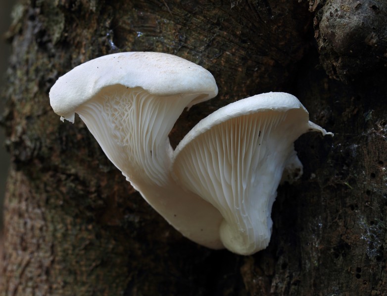 Pleurotus dryinus, Veiled Oyster Mushroom, UK