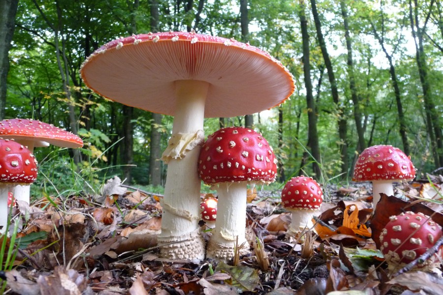 Poissoness or tres venenosas Amanita Muscaria (Fly Agaric mushroom, Syn. Fly amanita, D= Fliegenpilz, F= Amanite tue-mouches, NL= Vliegenzwam) in all development stadia, Autumn at Schaarsbergen Arnhem. - panoramio