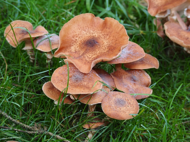 Unidentified mushrooms pic-023
