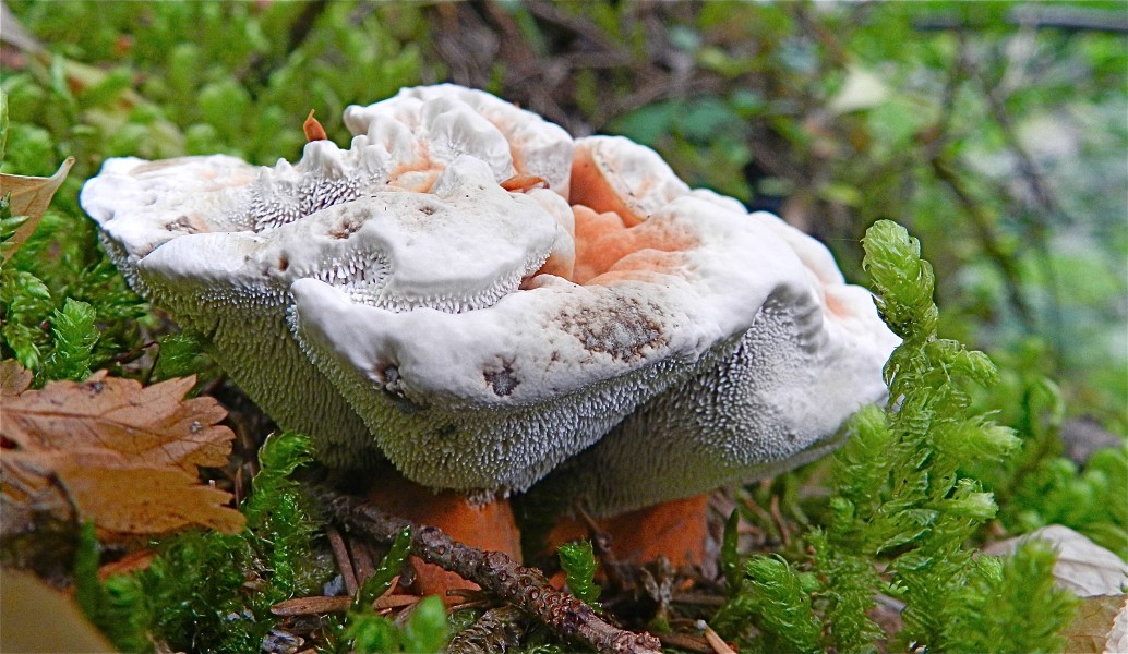 White-Frosting Mushroom (8014244086)