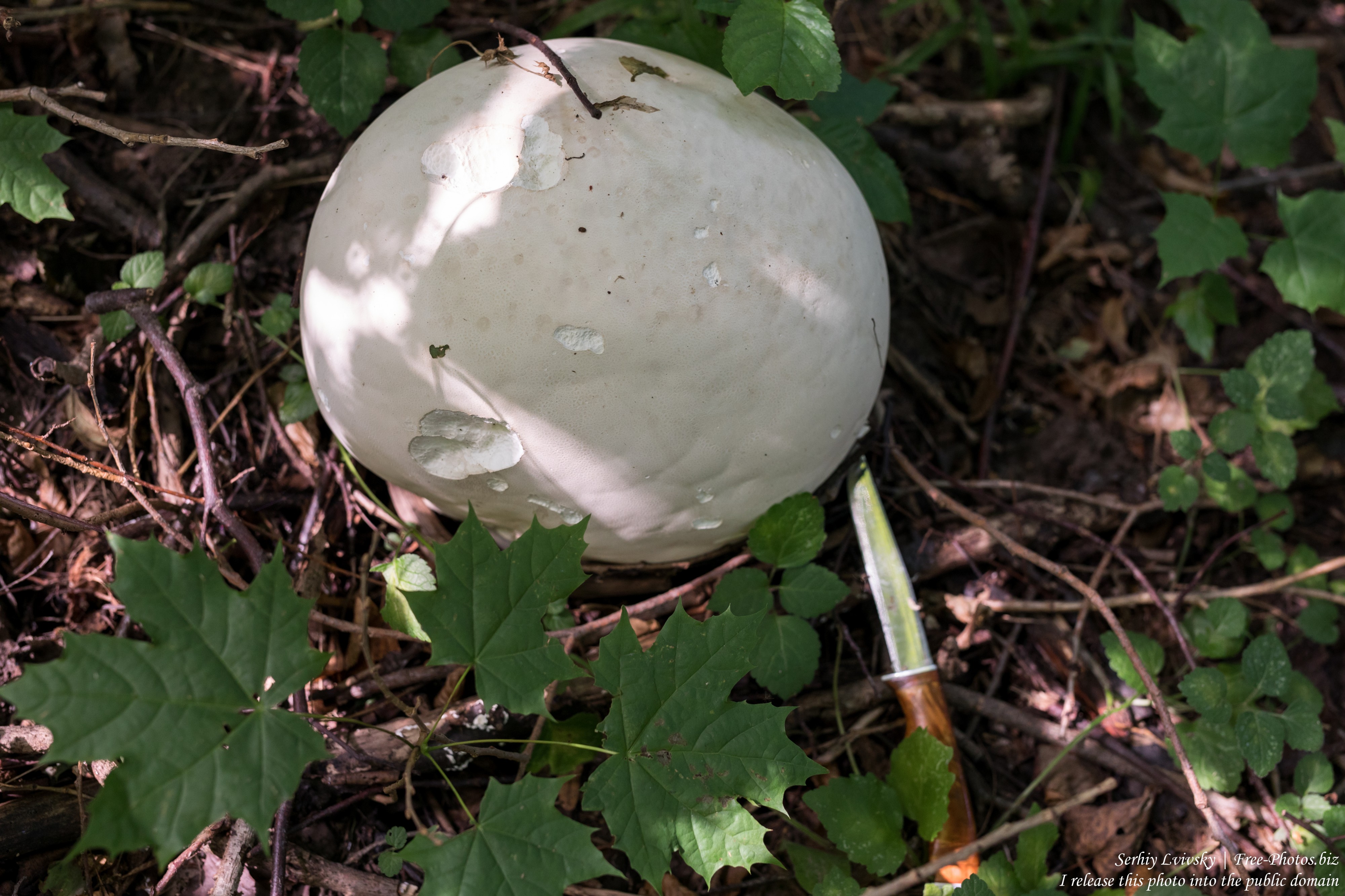 a mushroom in Rivne region of Ukraine in August 2019, picture 1
