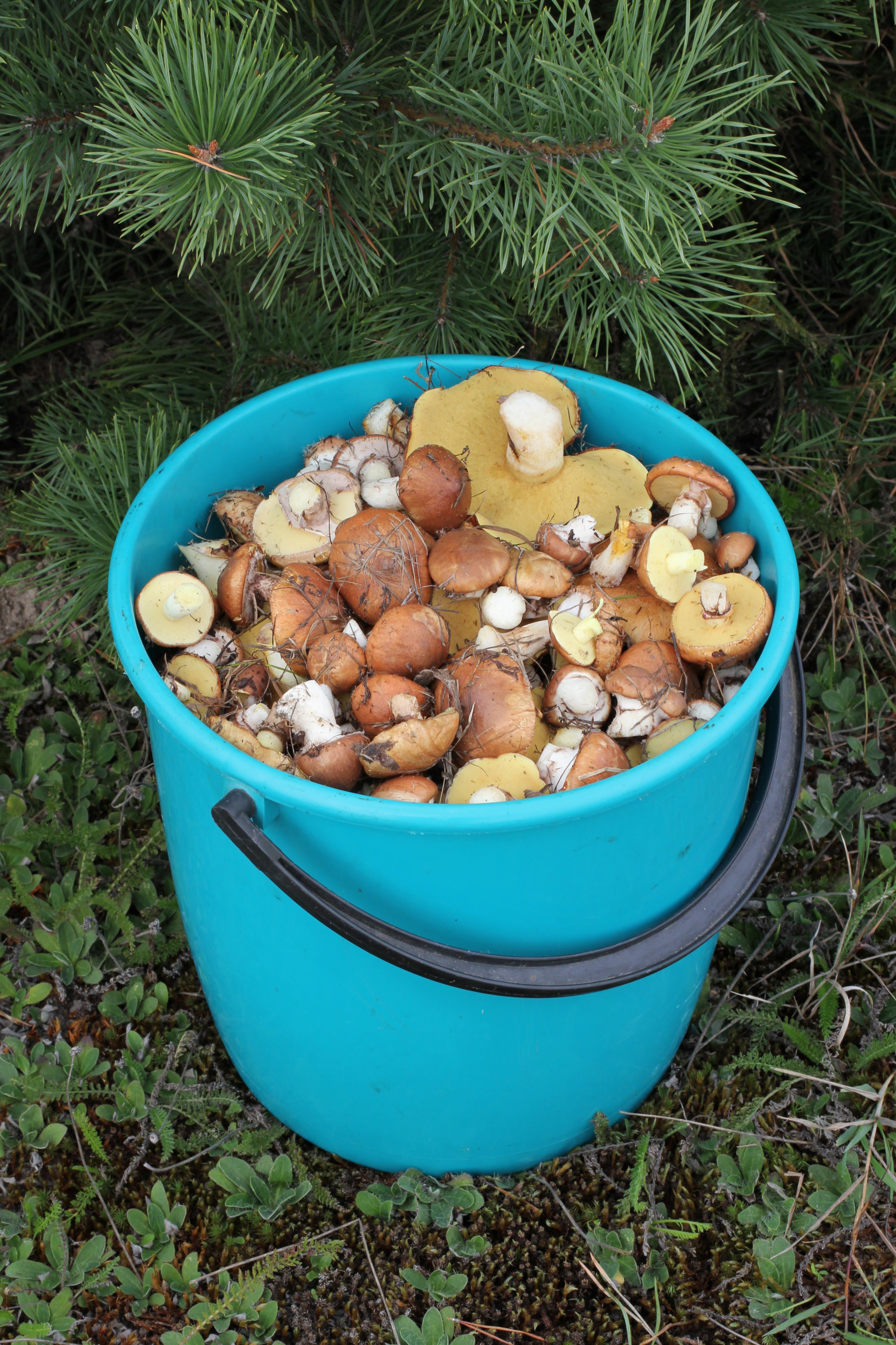 Edible fungi in bucket 2013 G1
