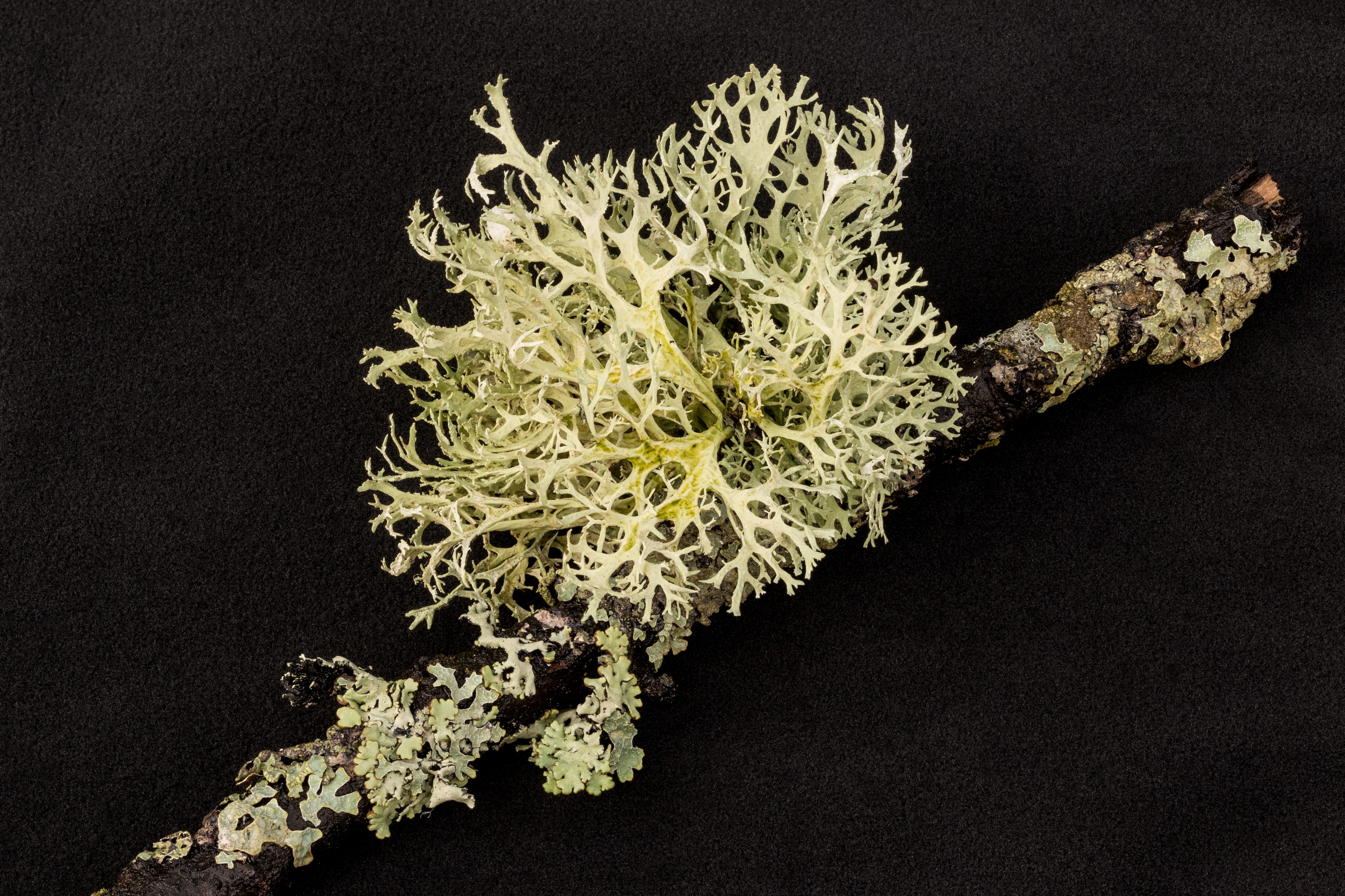 Lichen Cladonia portentosa and Hypogymnia physodes
