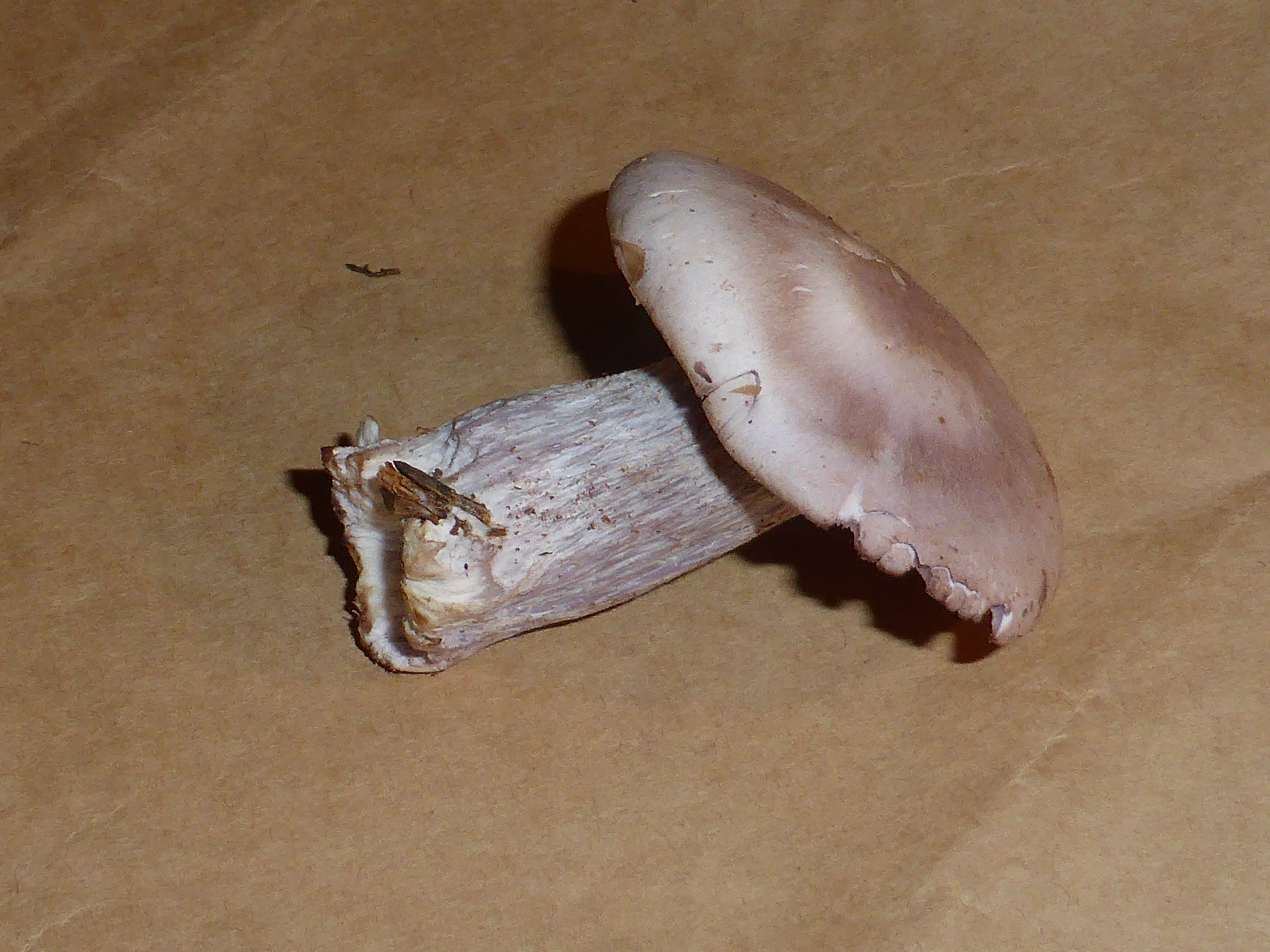 Unidentified mushroom - september 2013 02