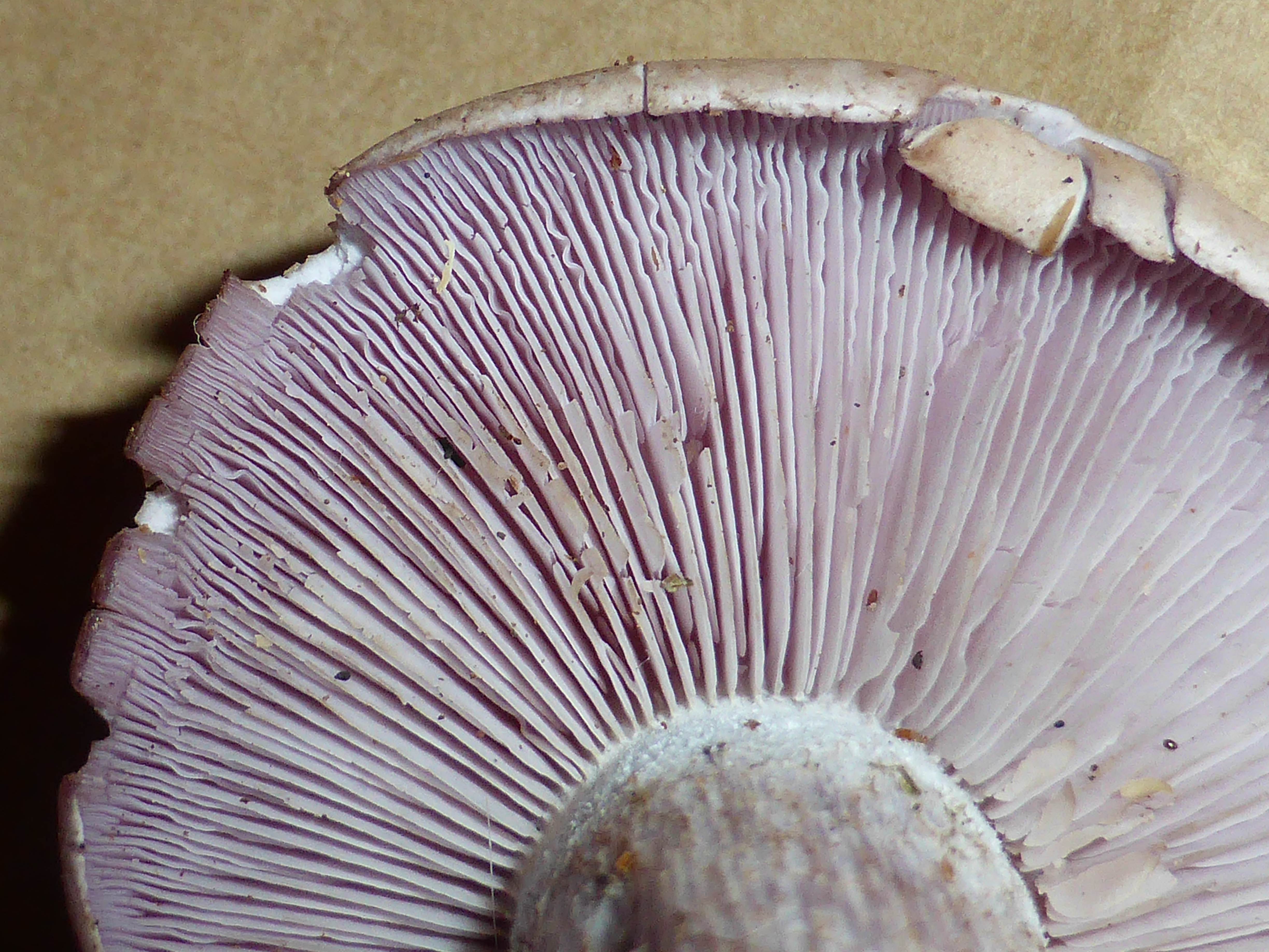 Unidentified mushroom - september 2013 05