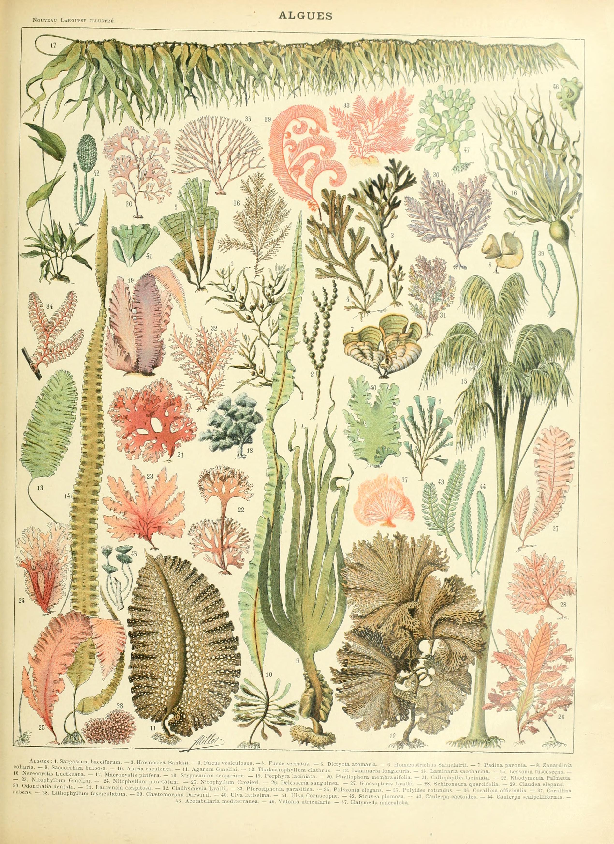 Adolphe Millot algues