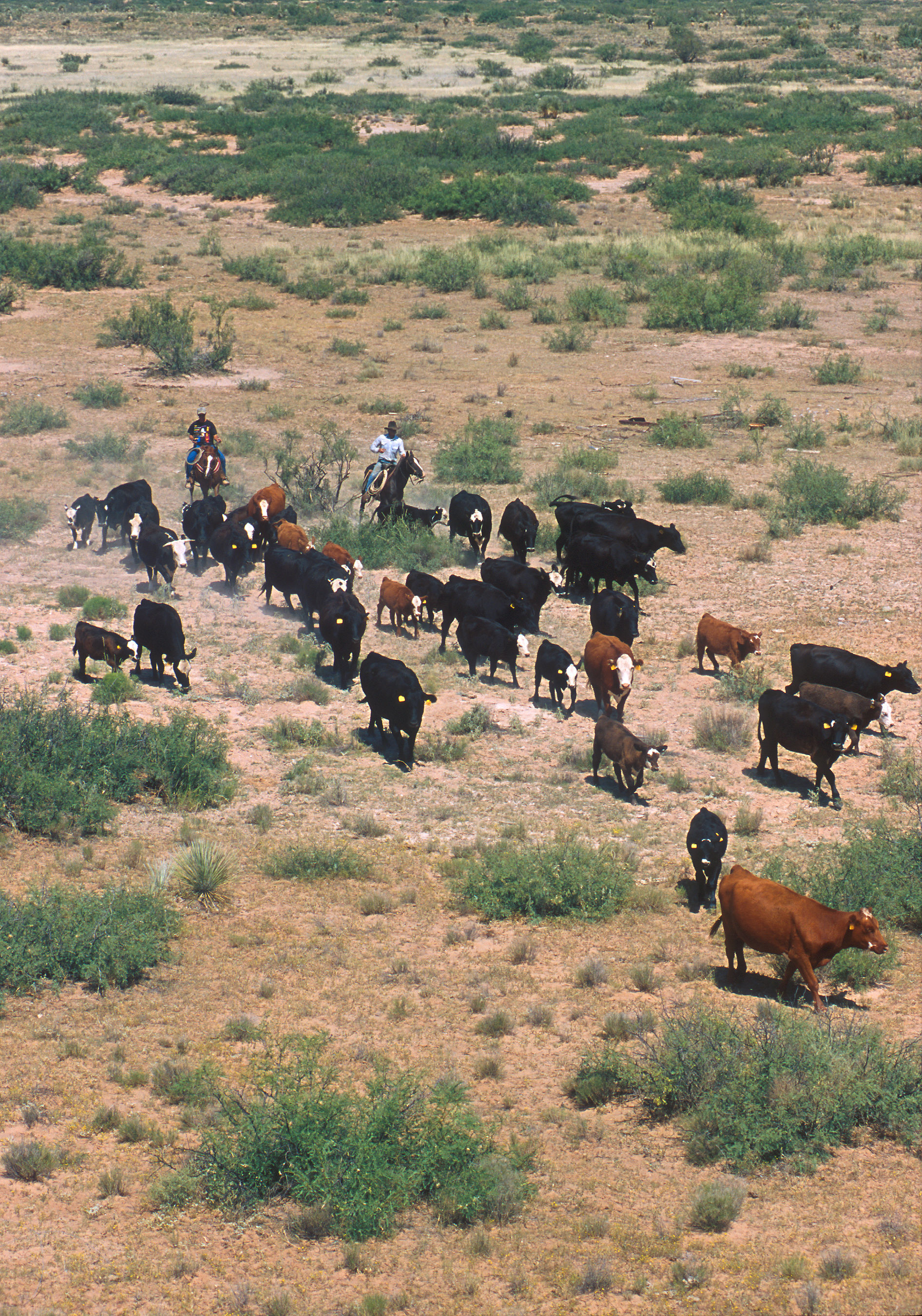 Cattle round up