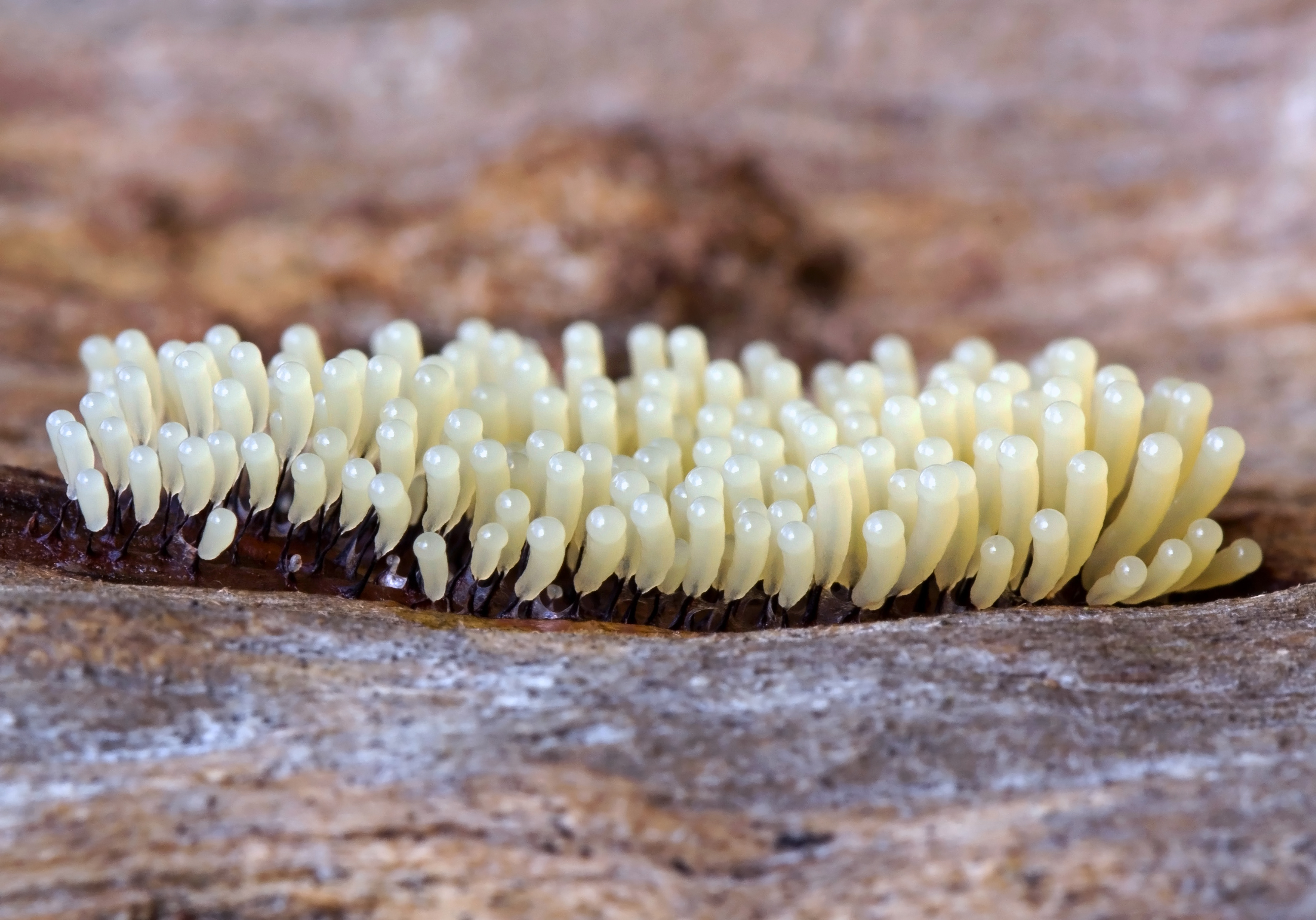 Comatricha nigra, Myxomycete, Slime Mould, UK