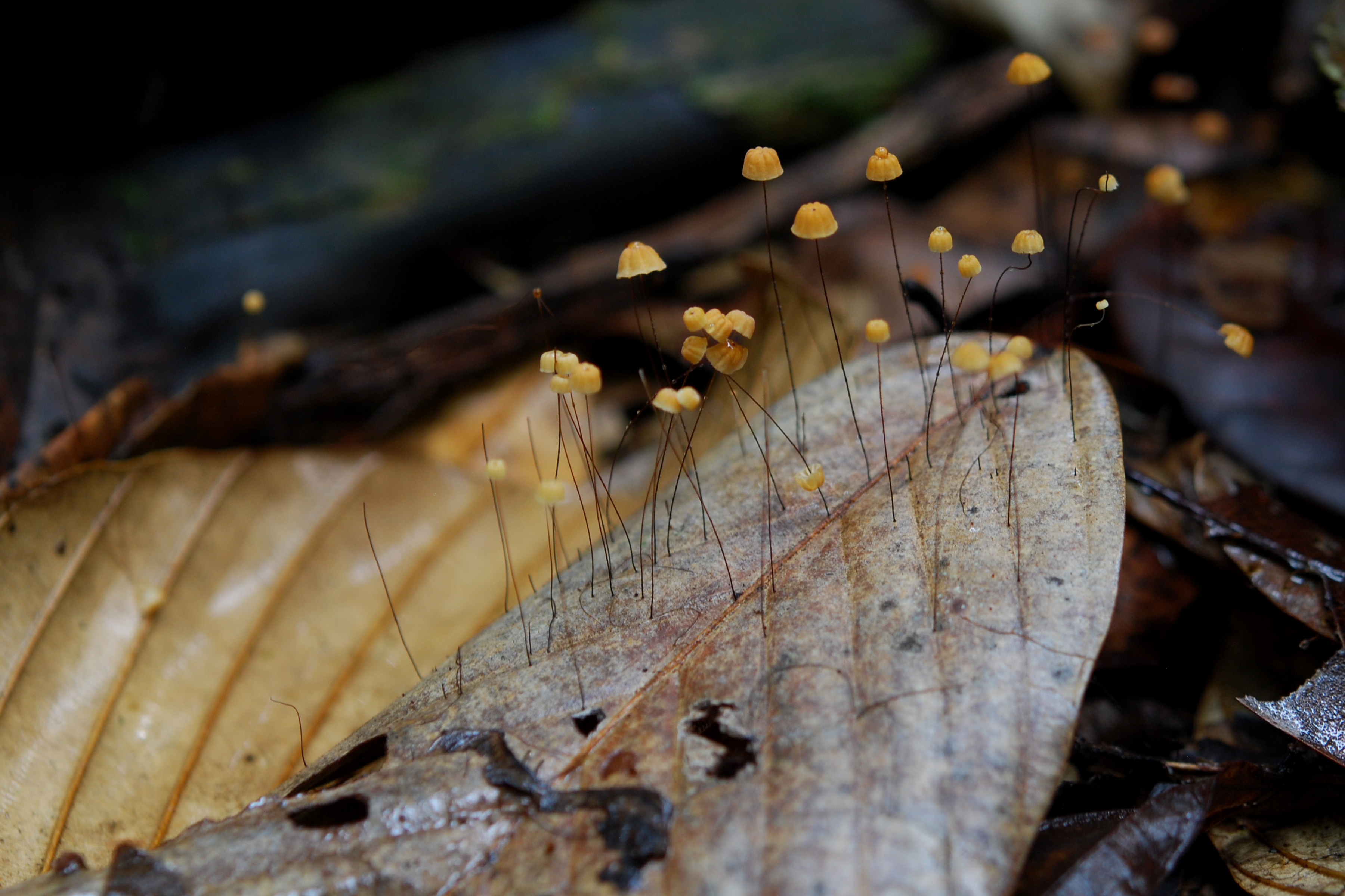 Flickr - ggallice - Tiny mushrooms