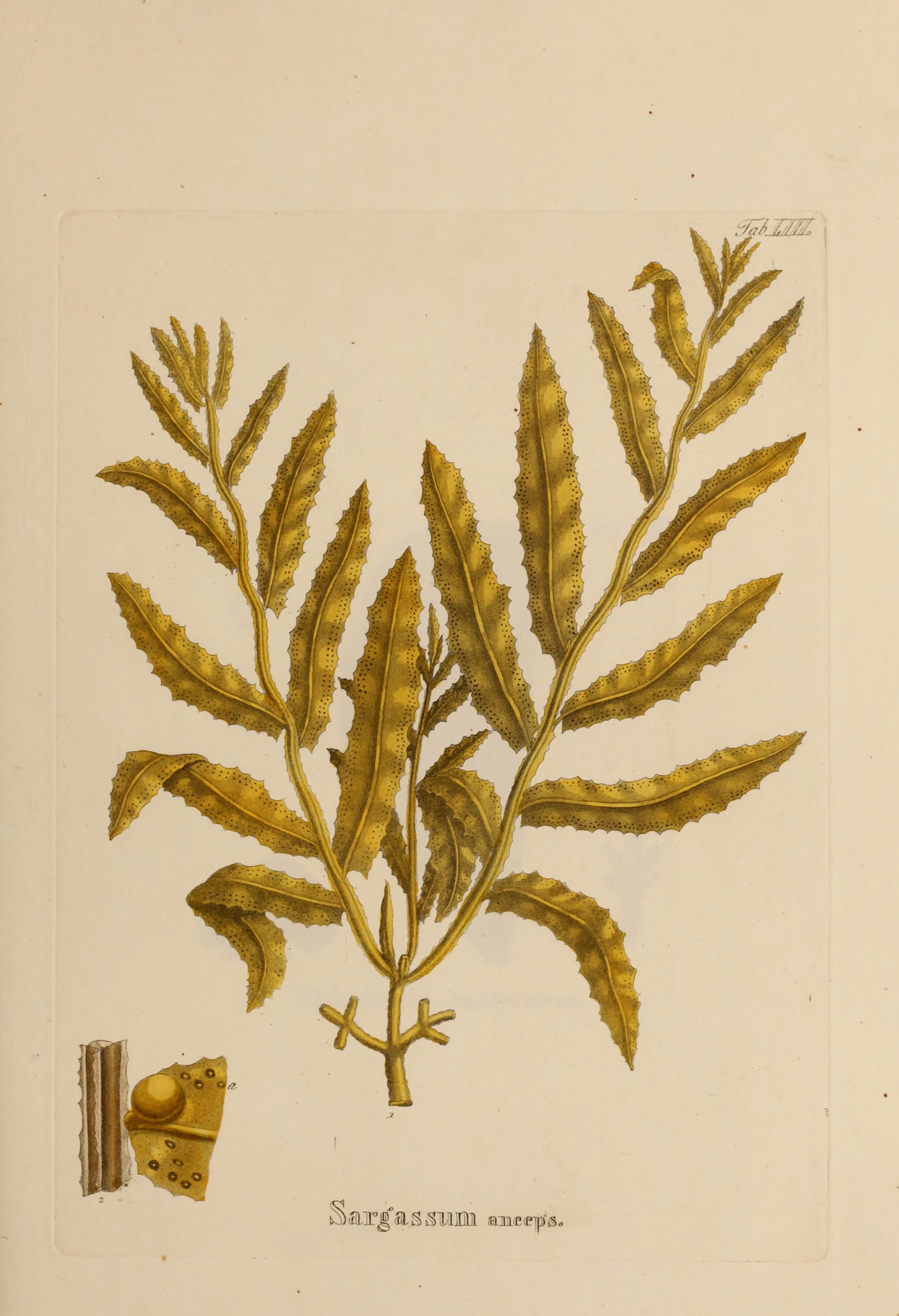 Hydrophytologiae Regni Neapolitani icones - auctore Stephano delle Chiaie. (1829) (14590753650)