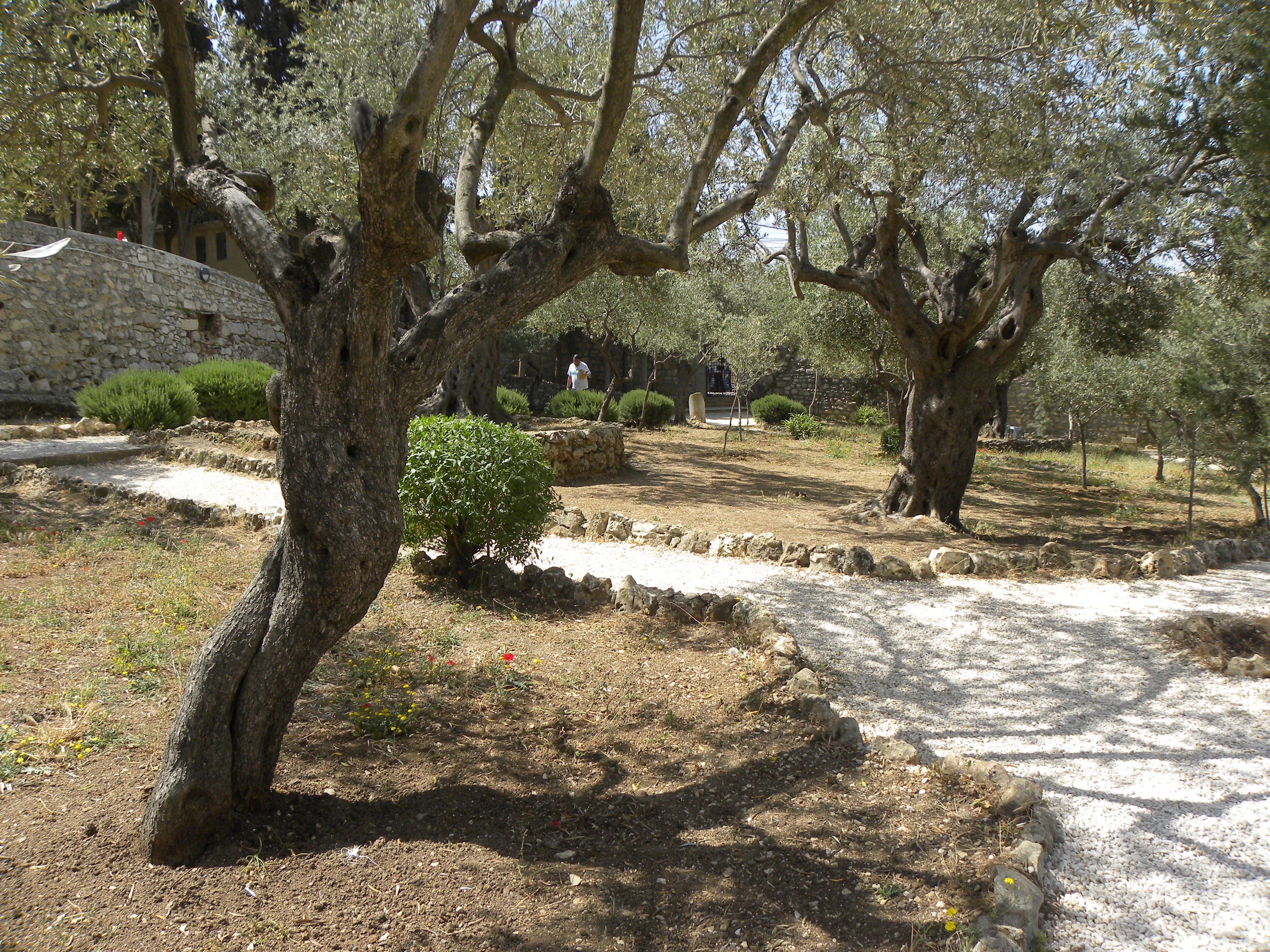 Olive trees in the traditional garden of Gethsemane (6409517489)