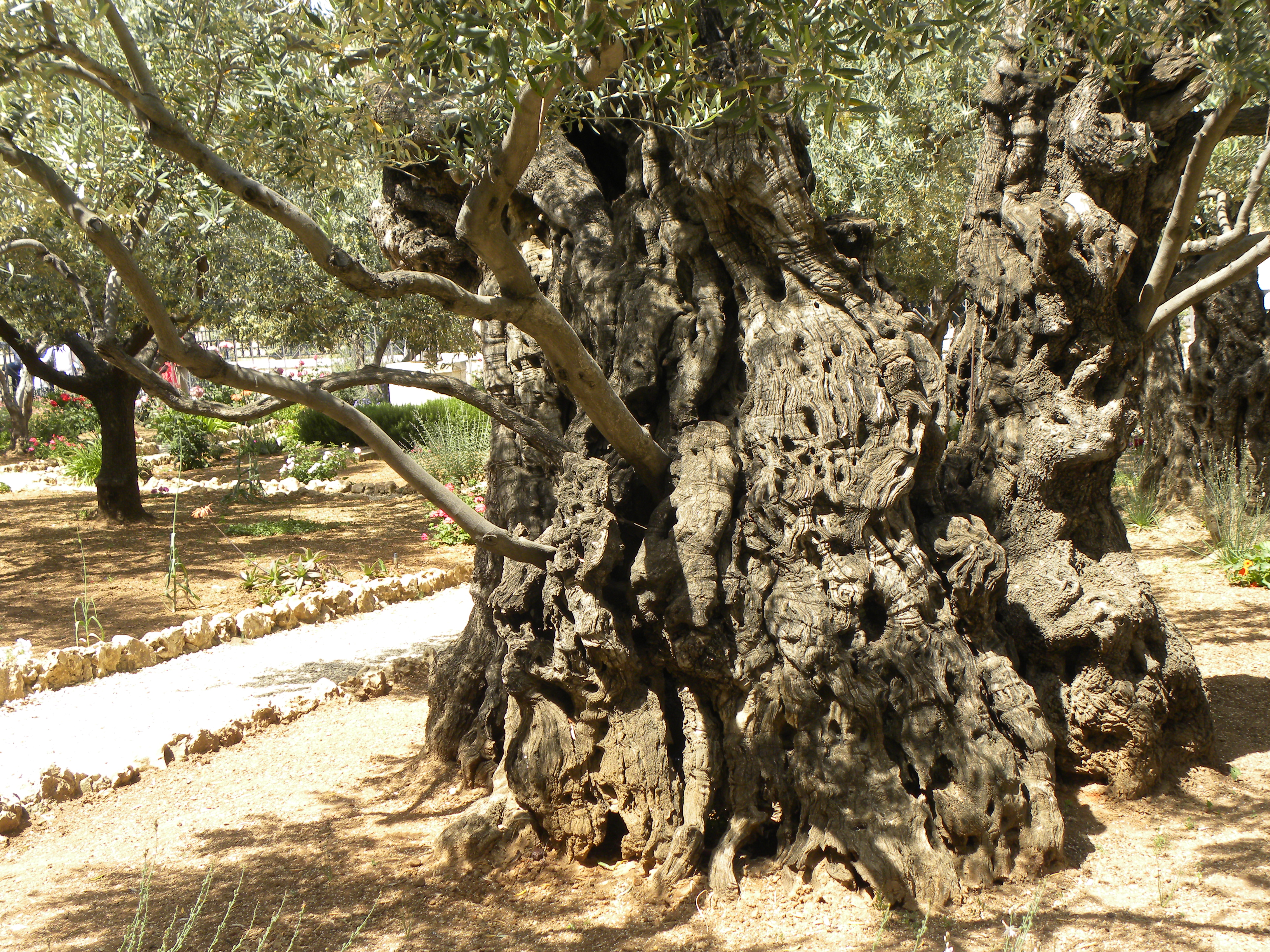 Olive trees in the traditional garden of Gethsemane (6409564287)