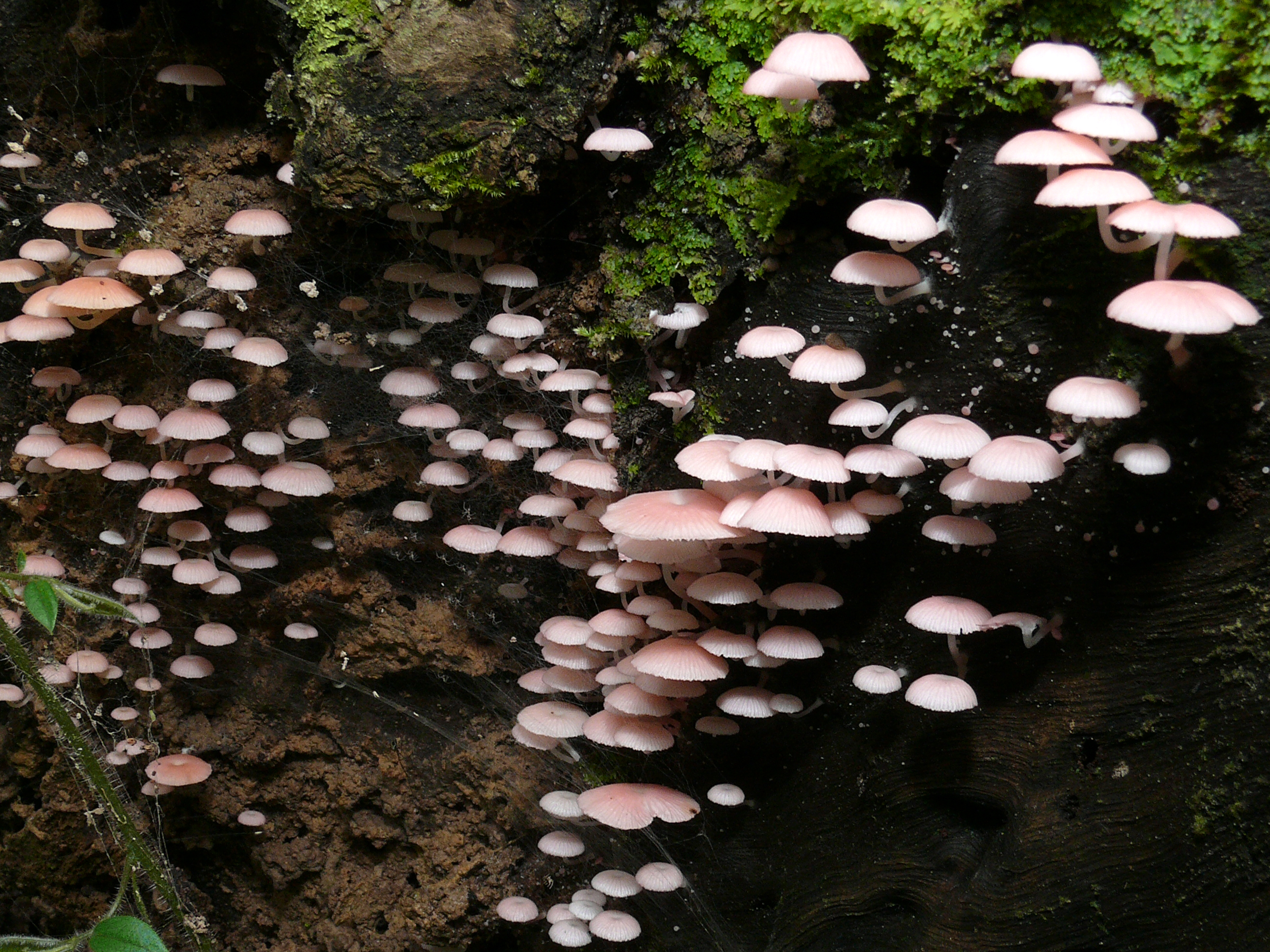 Pink Fungi (8441598710)