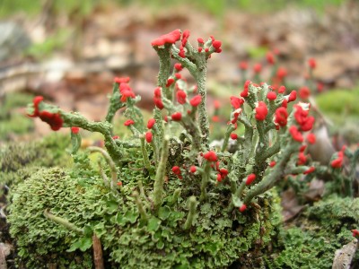 Cladonia cristatella (British Soldier)