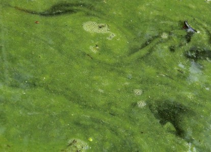 English: Bloom of cyanobacteria in a freshwater pond.
