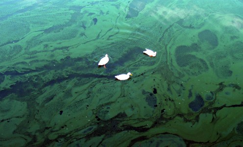 efflorescence_verte_0cyanobacteriaducks.jpg