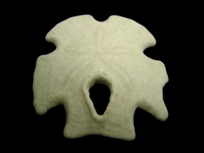 Macro of an unknown Sand dollar.