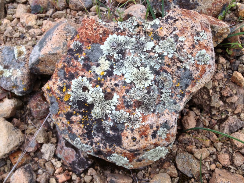 A lichen-covered rock
