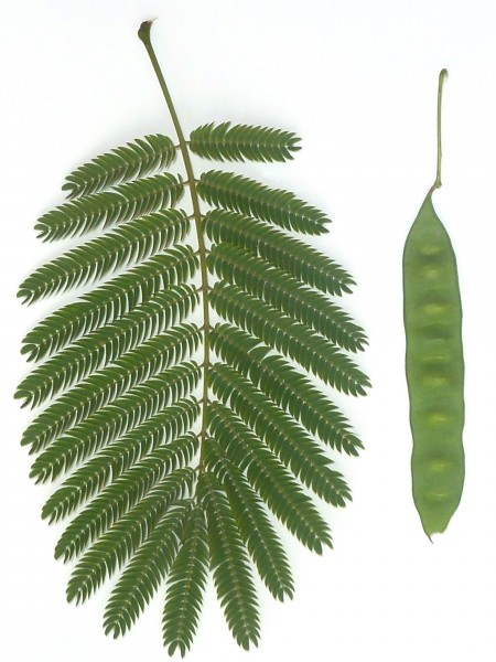 Acacia ataxacantha, blaar en groen peul, Jimmy Aves Park, a